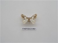 藏品(尺蛾130)的圖片